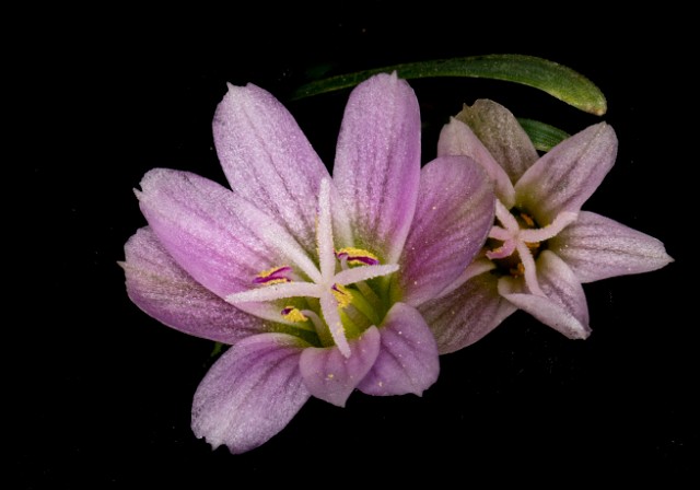 024Lewisia pygmaea 19-5472.jpg